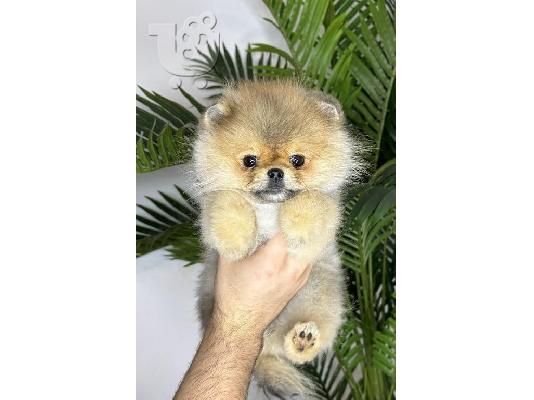 PoulaTo: Pomeranian, καθαρόαιμα κουτάβια